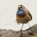 AktNatBeo-170314-mm-Blaukehlchen Manitz