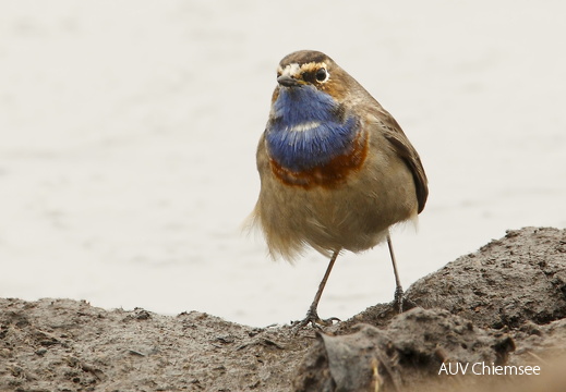 AktNatBeo-170314-mm-Blaukehlchen Manitz