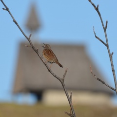 AktNatBeo-170401-ja-Heckenbraunelle Kampenwandkapelle