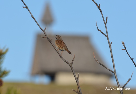 AktNatBeo-170401-ja-Heckenbraunelle Kampenwandkapelle
