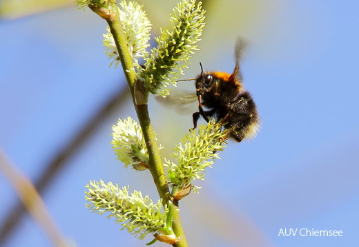 AktNatBeo-170333-dn 96A8390 Hummel HB HDN