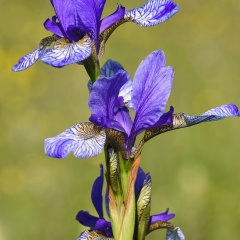 AktNatBeo-170522-jz-Iris sibirica JZI 2205