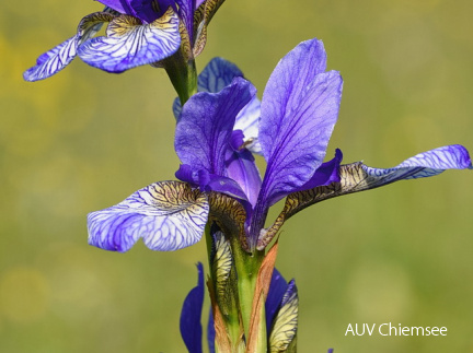 AktNatBeo-170522-jz-Iris sibirica JZI 2205