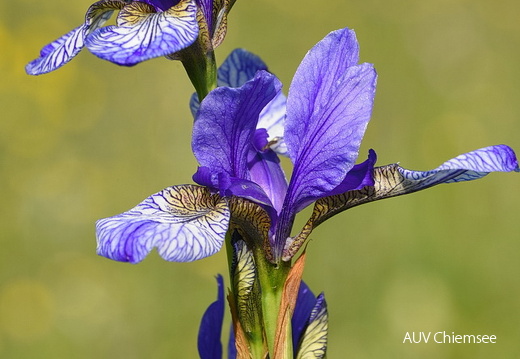 AktNatBeo-170522-jz-Iris sibirica JZI 2205