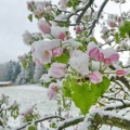 AktNatBeo-170418-ha-Apfelbluehte im Schnee-kl-P1090835-1200pix