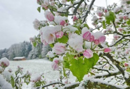 AktNatBeo-170418-ha-Apfelbluehte im Schnee-kl-P1090835-1200pix
