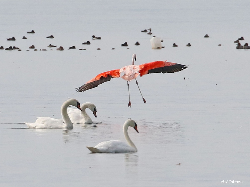 AktNatBeo-170818-hw-Flamingo-HB 876A3772-1200pix