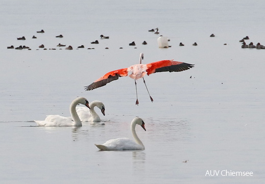 AktNatBeo-170818-hw-Flamingo-HB 876A3772-1200pix
