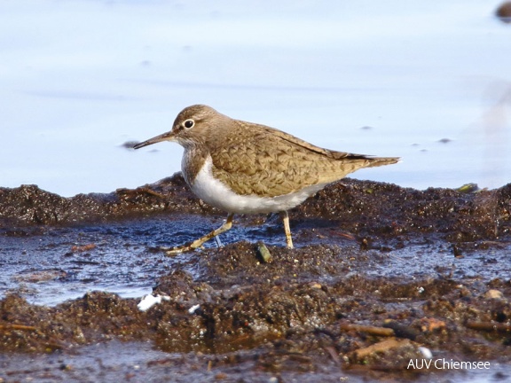 AktNatBeo-170501-dn-96A0395 Wasserlaeufer HB HDN