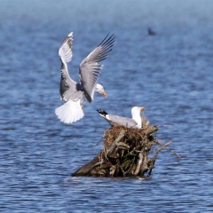 AktNatBeo-170516-hw-Mittelmeermowe Hirschauer Bu cht 876A6676-1024pix