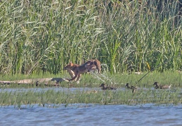 AktNatBeo-170711-ah-Fuchs holt toten Fisch aus dem See