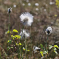 AktNatBeo-170510-hw-Kendlmuhlfilzen IMG 1717-1200pix