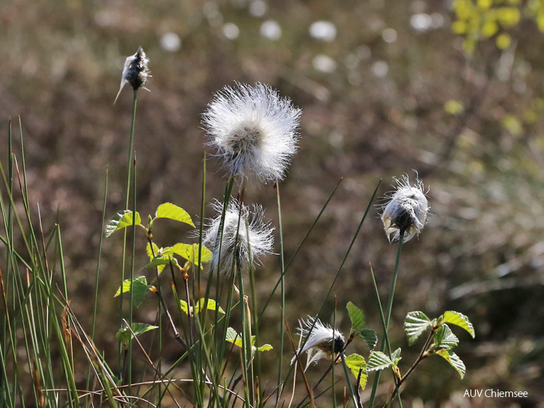 AktNatBeo-170510-hw-Kendlmuhlfilzen IMG 1717-1200pix