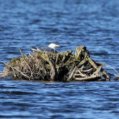 AktNatBeo-170502-hw-Mittelmeermowe Strandbad Rims ting 05 2017 876A5505-1200