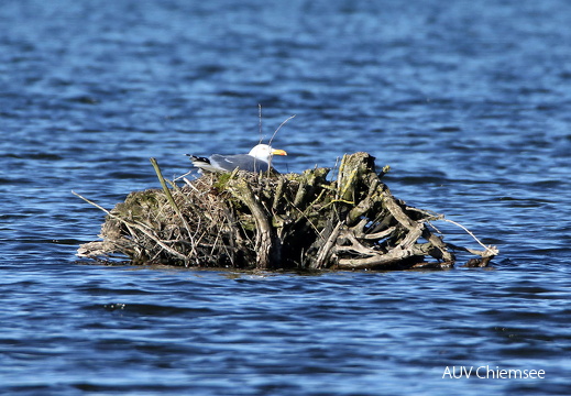 AktNatBeo-170502-hw-Mittelmeermowe Strandbad Rims ting 05 2017 876A5505-1200