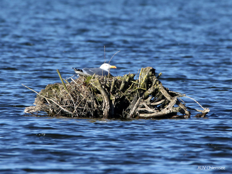 AktNatBeo-170502-hw-Mittelmeermowe Strandbad Rims ting 05 2017 876A5505-1200