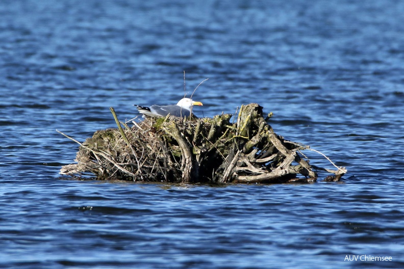 AktNatBeo-170502-hw-Mittelmeermowe_Strandbad_Rims_ting_05_2017_876A5505-1200.jpg