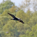 AktNatBeo-170502-hw-Kormoran Hirschauer Bucht 05 2017 876A5405-1200