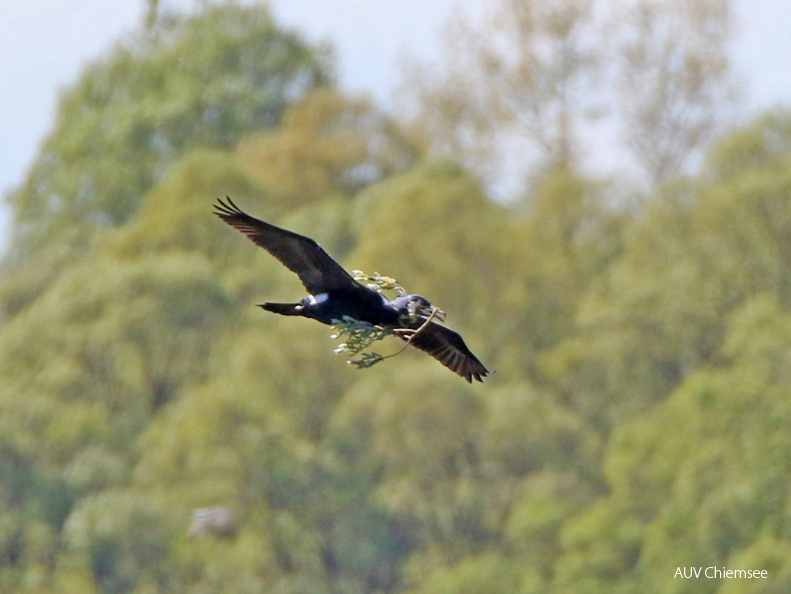 AktNatBeo-170502-hw-Kormoran Hirschauer Bucht 05 2017 876A5405-1200