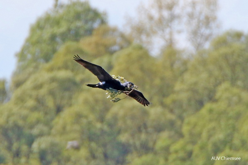 AktNatBeo-170502-hw-Kormoran_Hirschauer_Bucht_05_2017_876A5405-1200.jpg