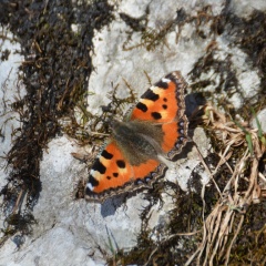 AktNatBeo-170401-ja-Kleiner-Fuchs