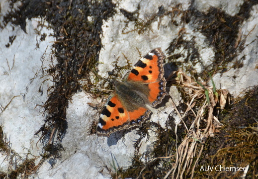 AktNatBeo-170401-ja-Kleiner-Fuchs