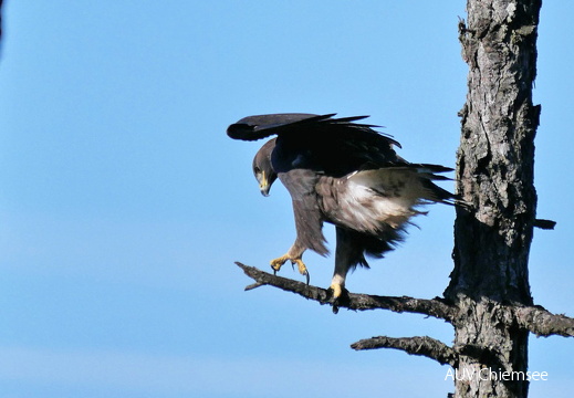 AktNatBeo-170904-ja-Steinadler Sitzversuche-1008pix