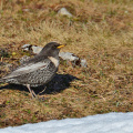 AktNatBeo-170327-ja-Ringdrossel