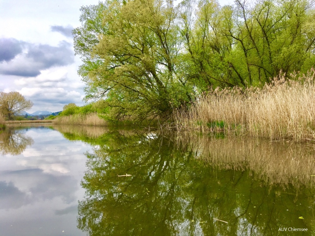 AktNatBeo-170504-al-an der Prienmuendung-IMG 3410