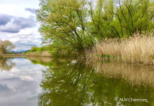 AktNatBeo-170504-al-an der Prienmuendung-IMG 3410