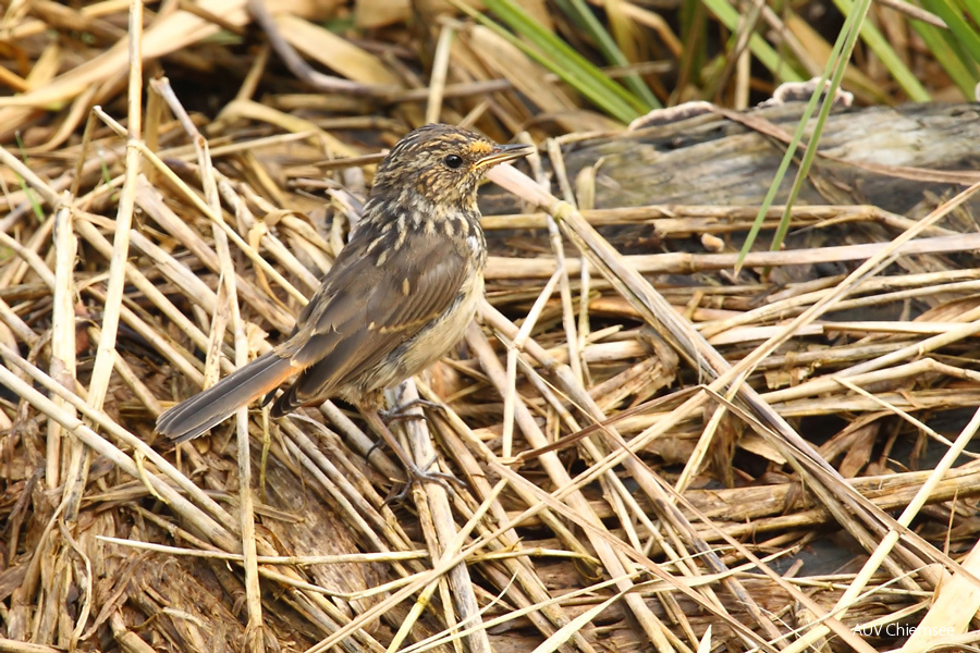 AktNatBeo-170813-mm-Blaukehlchen-jung Manitz