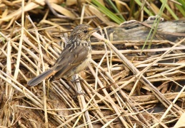 AktNatBeo-170813-mm-Blaukehlchen-jung Manitz