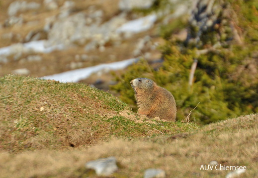 AktNatBeo-170327-ja-Mankei