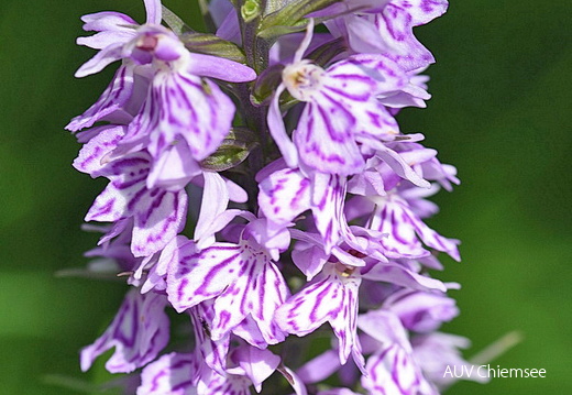 AktNatBeo-170600-jz-Fuchssche Fingerwurz JZI 2279