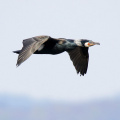 AktNatBeo-170501-dn-96A0669 Kormoran HB HDN