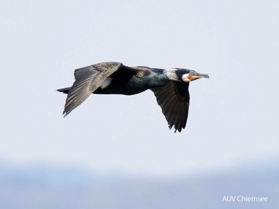 AktNatBeo-170501-dn-96A0669 Kormoran HB HDN