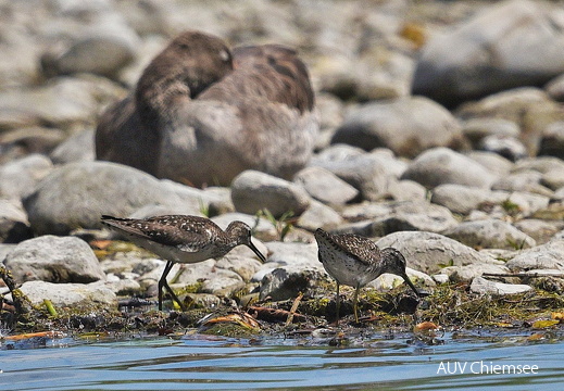 AktNatBeo-170713-jz-Bruchwasserla  ufer JZI 2412