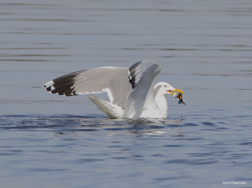 AktNatBeo-170501-dn-96A0484 Mittelmeermoewe HB HDN