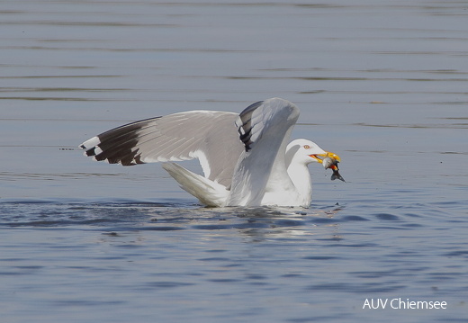 AktNatBeo-170501-dn-96A0484 Mittelmeermoewe HB HDN