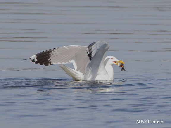 AktNatBeo-170501-dn-96A0484 Mittelmeermoewe HB HDN