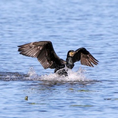 AktNatBeo-170516-hw-Kormoran Hirschauer Bucht 876A6669-1024pix