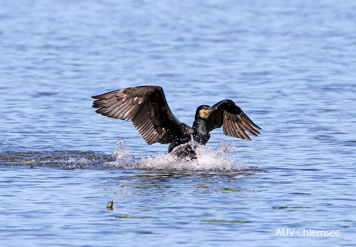 AktNatBeo-170516-hw-Kormoran Hirschauer Bucht 876A6669-1024pix