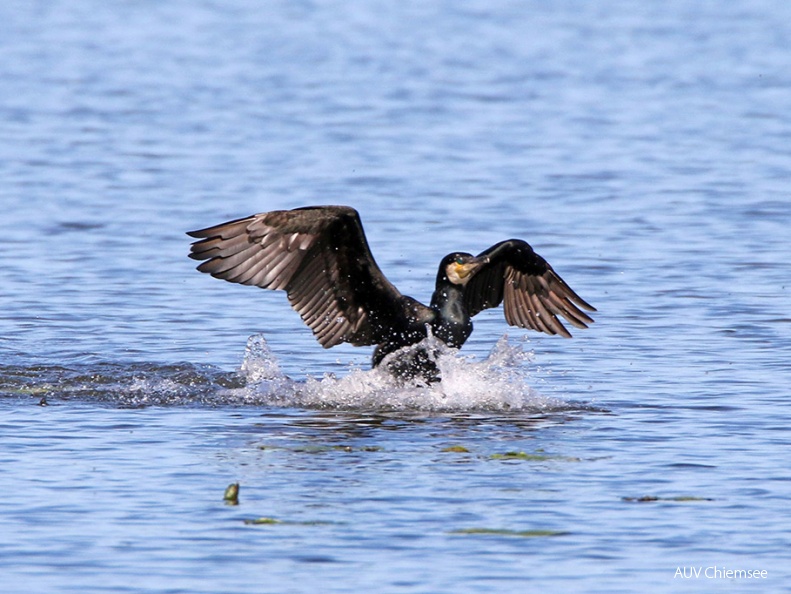 AktNatBeo-170516-hw-Kormoran Hirschauer Bucht 876A6669-1024pix