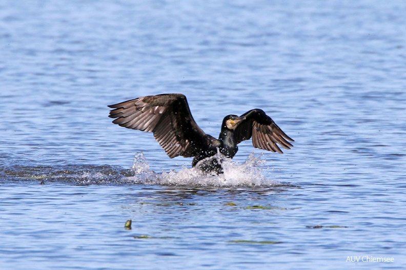 AktNatBeo-170516-hw-Kormoran_Hirschauer_Bucht_876A6669-1024pix.jpg