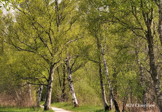 AktNatBeo-170511-gl-P013 Chiemseewanderung-800pix