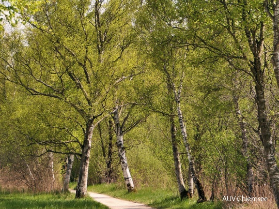 AktNatBeo-170511-gl-P013 Chiemseewanderung-800pix