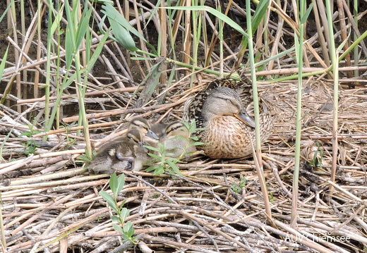 AktNatBeo-170617-jz-Stockente JZI1756