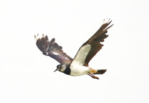 AktNatBeo-170613 bis 24-dn-96A9162 Kiebitz HB HDN