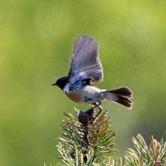 AktNatBeo-170516-hw-Schwarzkelchen mPK Kendlmuhlfilzen Grassau 876A7332-1024pix