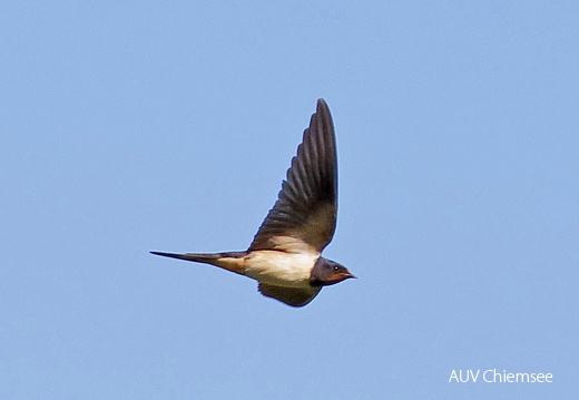 AktNatBeo-170814-dn-96A2707 Rauchschwalbe HB HDN